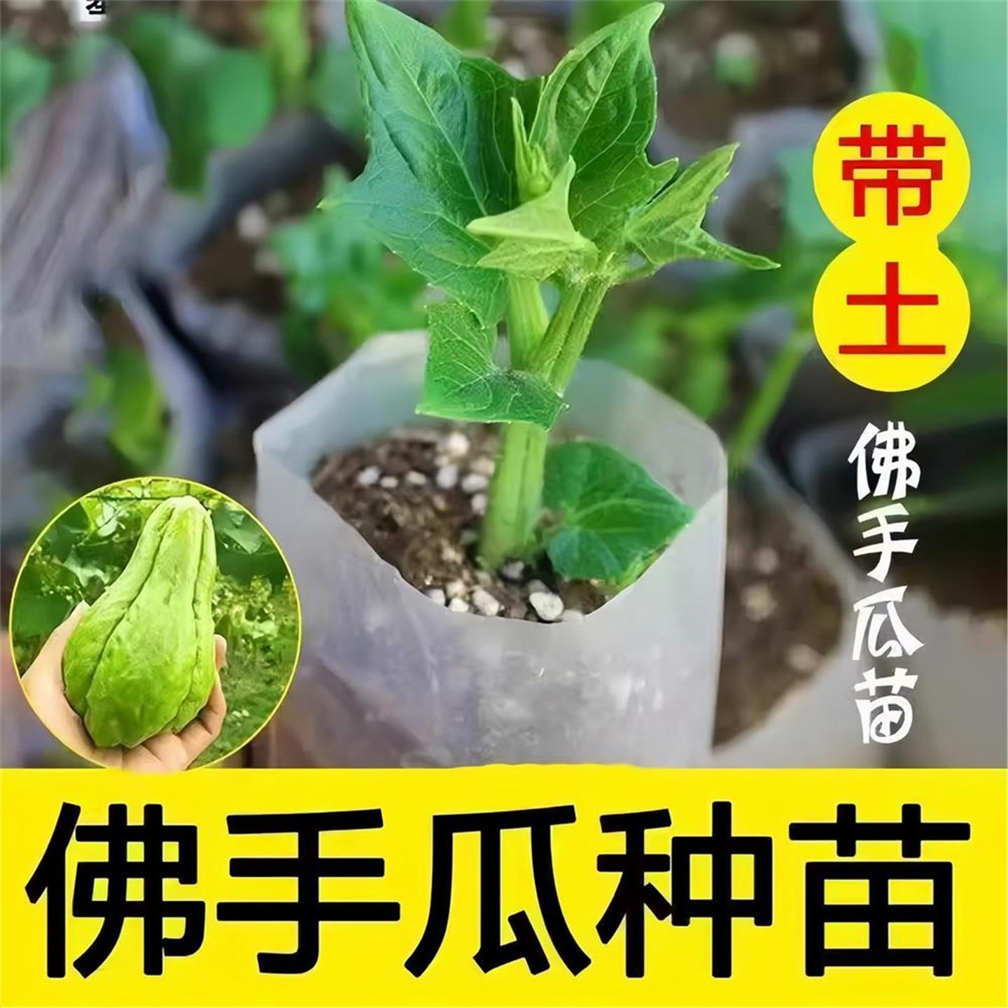 佛手瓜种苗子籽带芽新鲜发