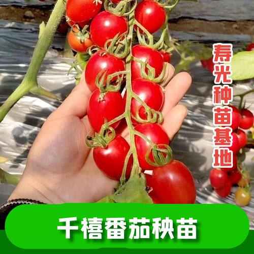 千禧番茄苗子千禧番茄秧苗