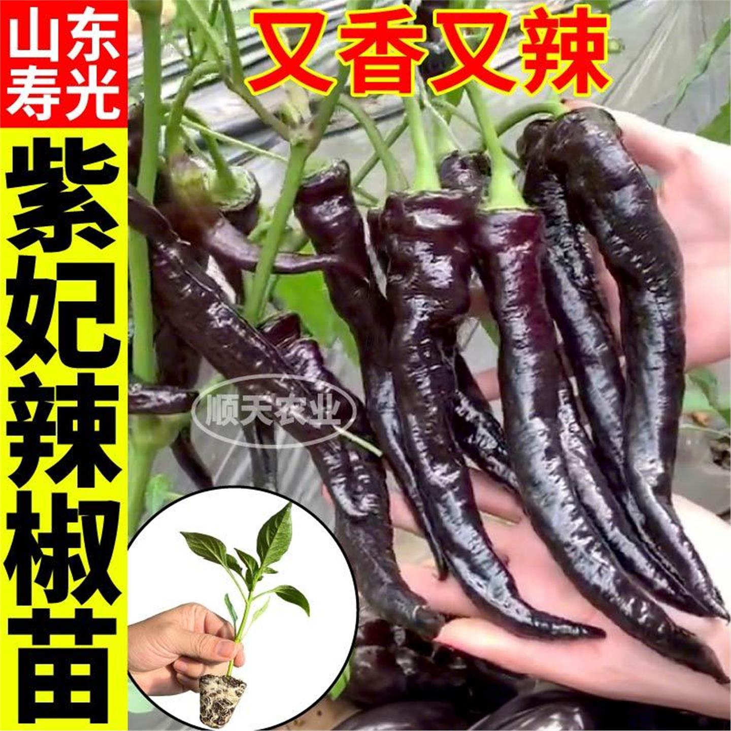 超大果紫妃辣椒苗秧高产螺