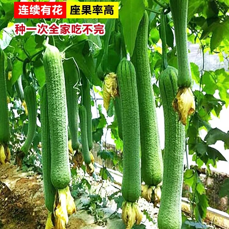 长绿丝瓜苗种籽秧高产新品