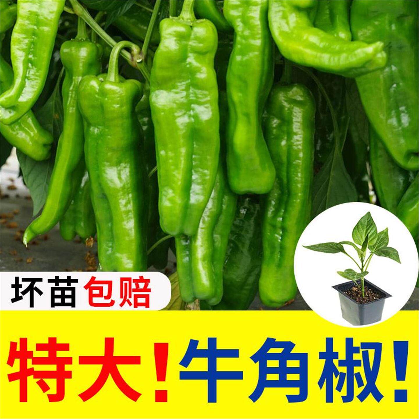 牛角椒辣苗秧特大羊青尖种