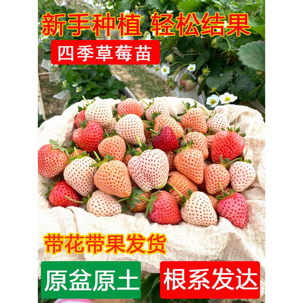 草莓苗四季盆栽食用奶油白
