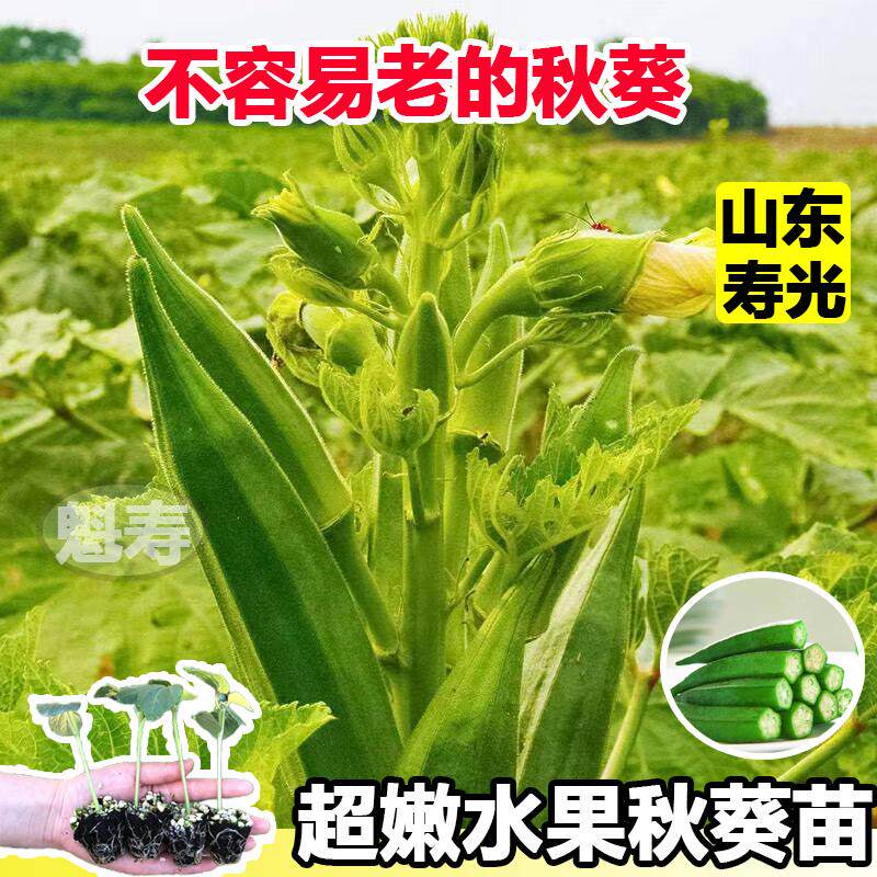 水果秋葵苗大种子秧菜阳台