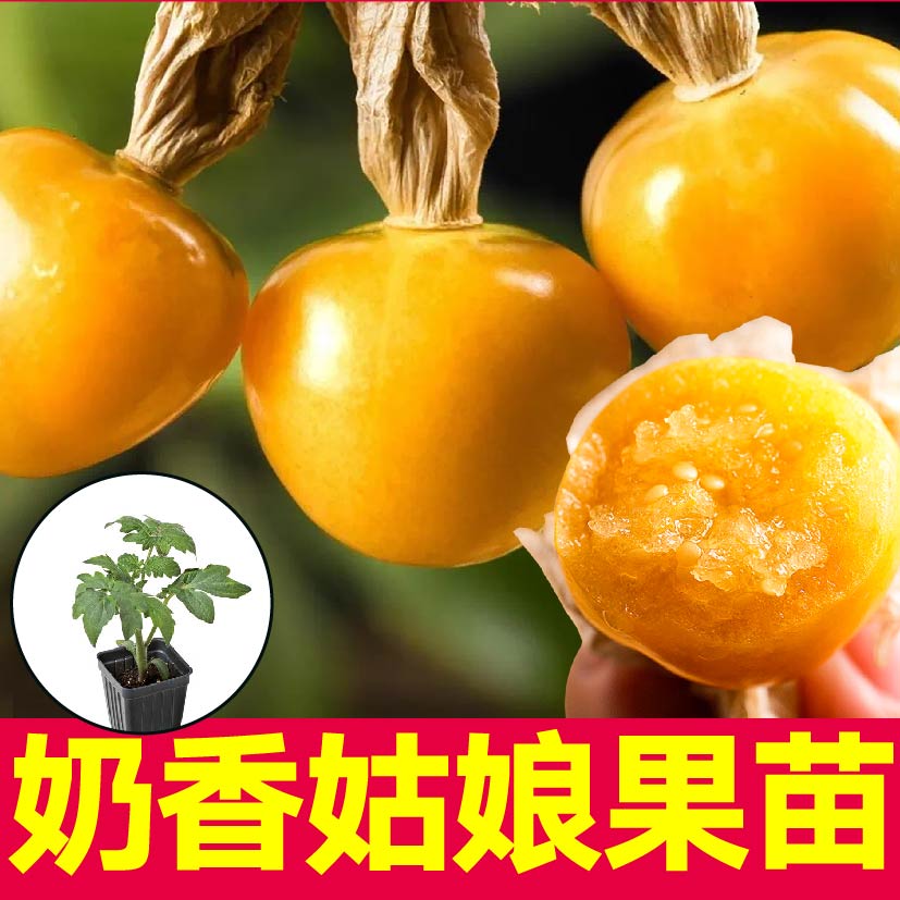 超甜大果黄姑娘苗秧紫菇种