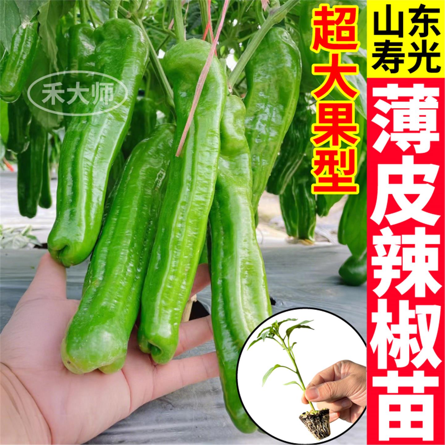 超大果型薄皮辣椒苗秧带土