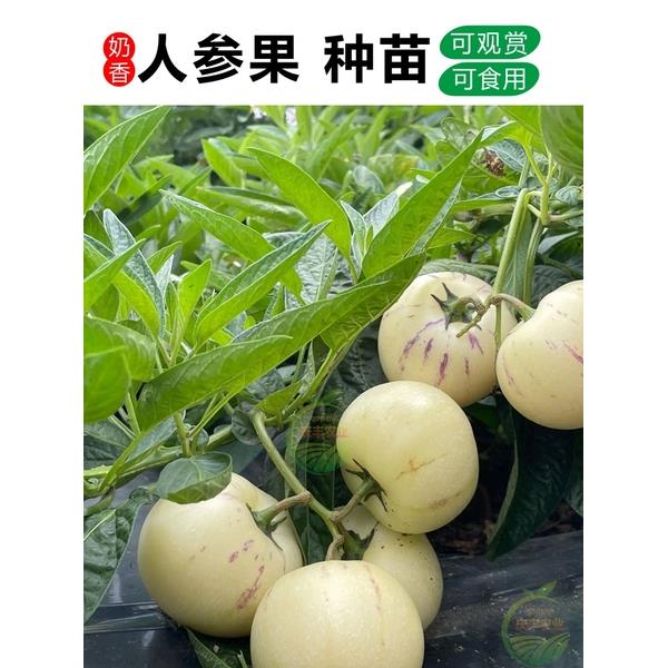 人参果种子水苗易成活籽皮