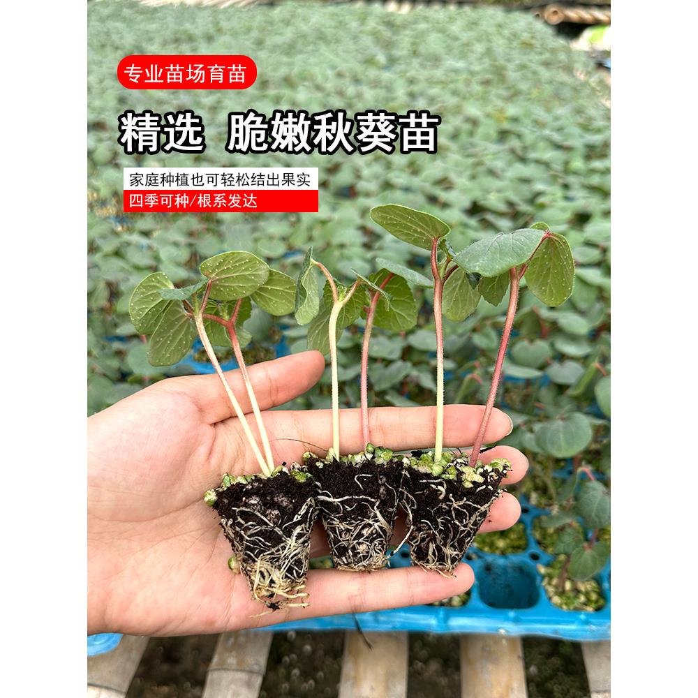 水果秋葵种子红黄绿苗耐老