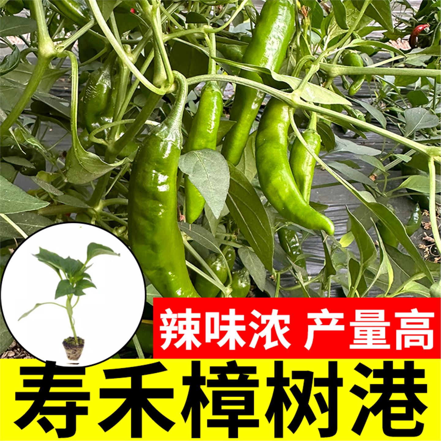 正宗寿禾樟树港辣椒种子籽