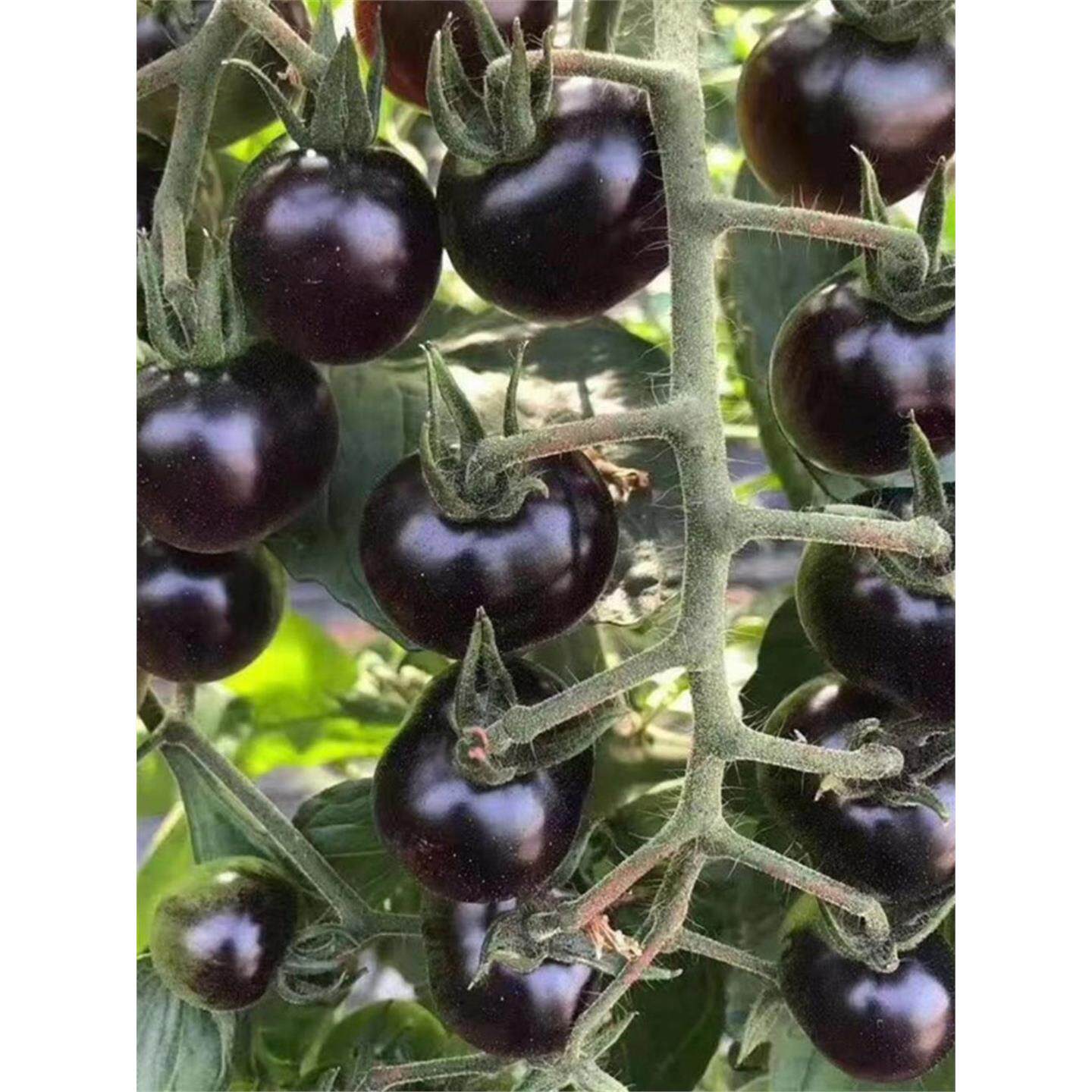 口感黑蜜人番茄苗秧四季种