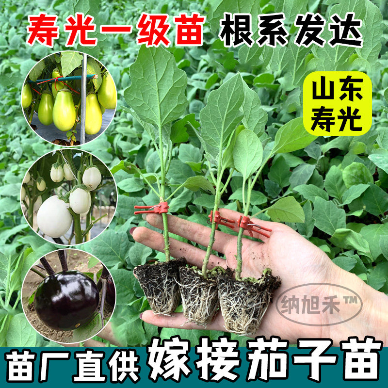 嫁接茄子苗黑长杭紫圆青白
