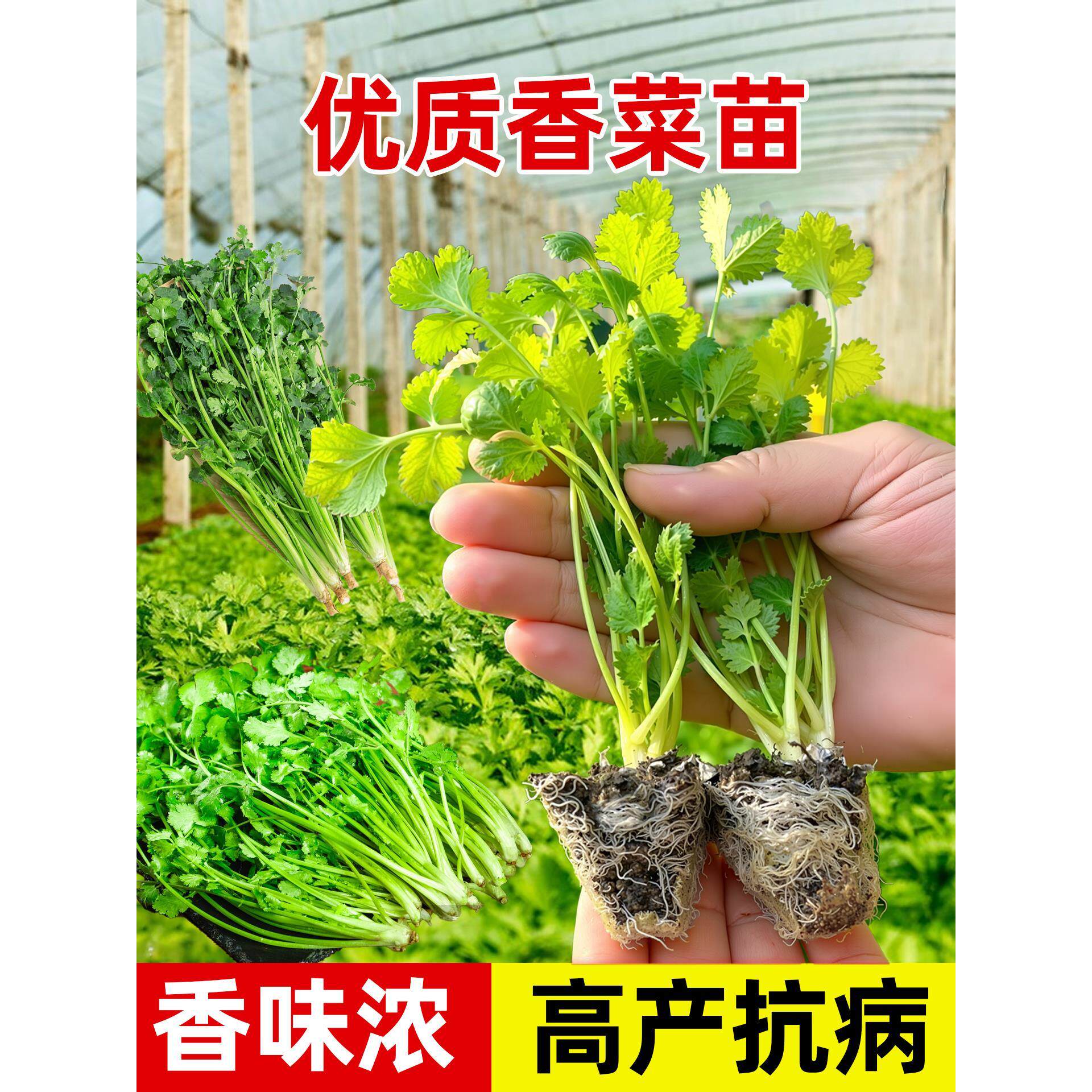 老品种香菜苗秧耐热大叶芫