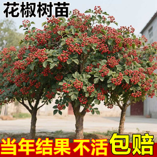 花椒树苗大红袍花椒苗食用麻椒苗盆栽地栽高产种当年结果无刺花椒
