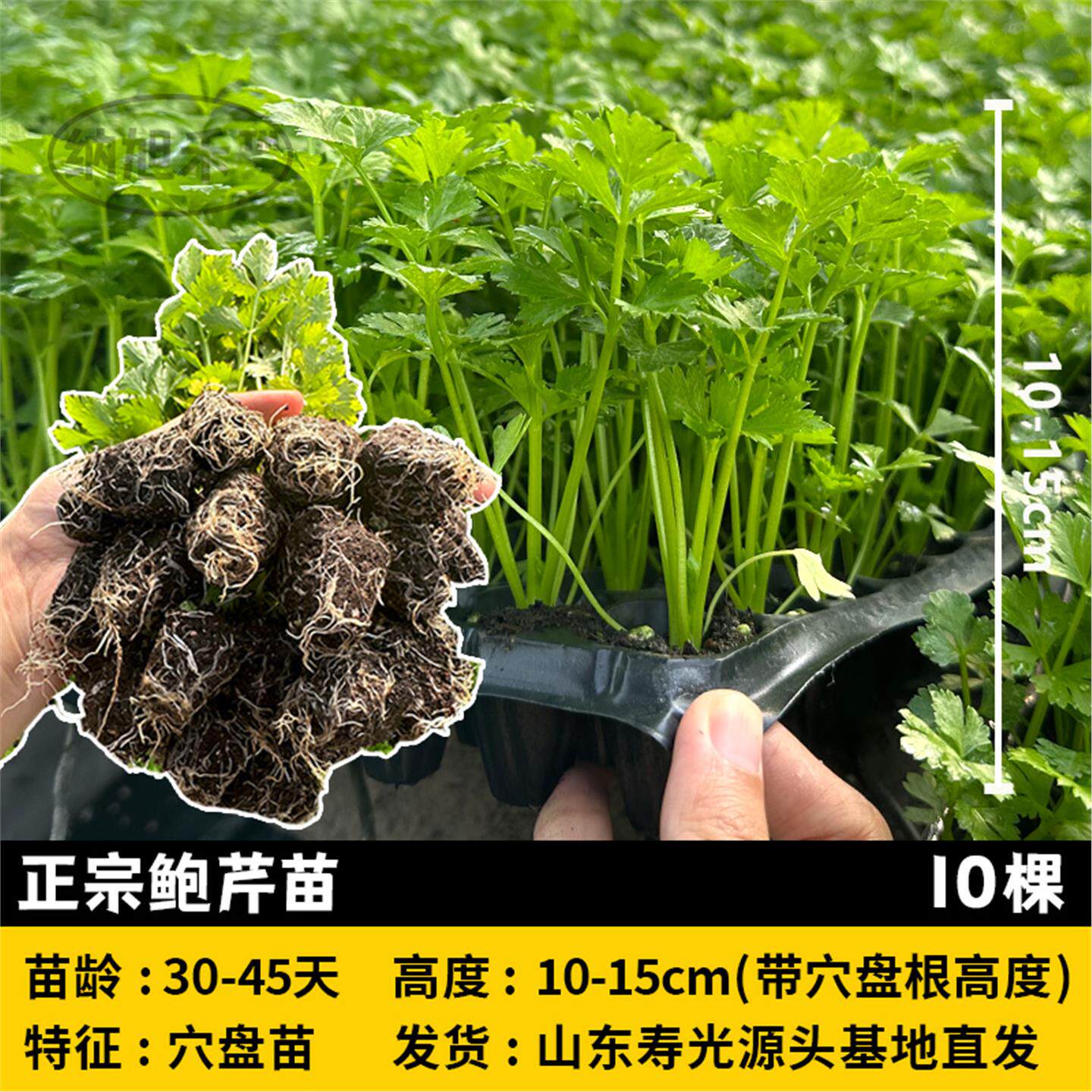 章丘鲍芹四季西芹四季香芹种子秋季盆栽阳台蔬菜种籽幼苗秧苗带土