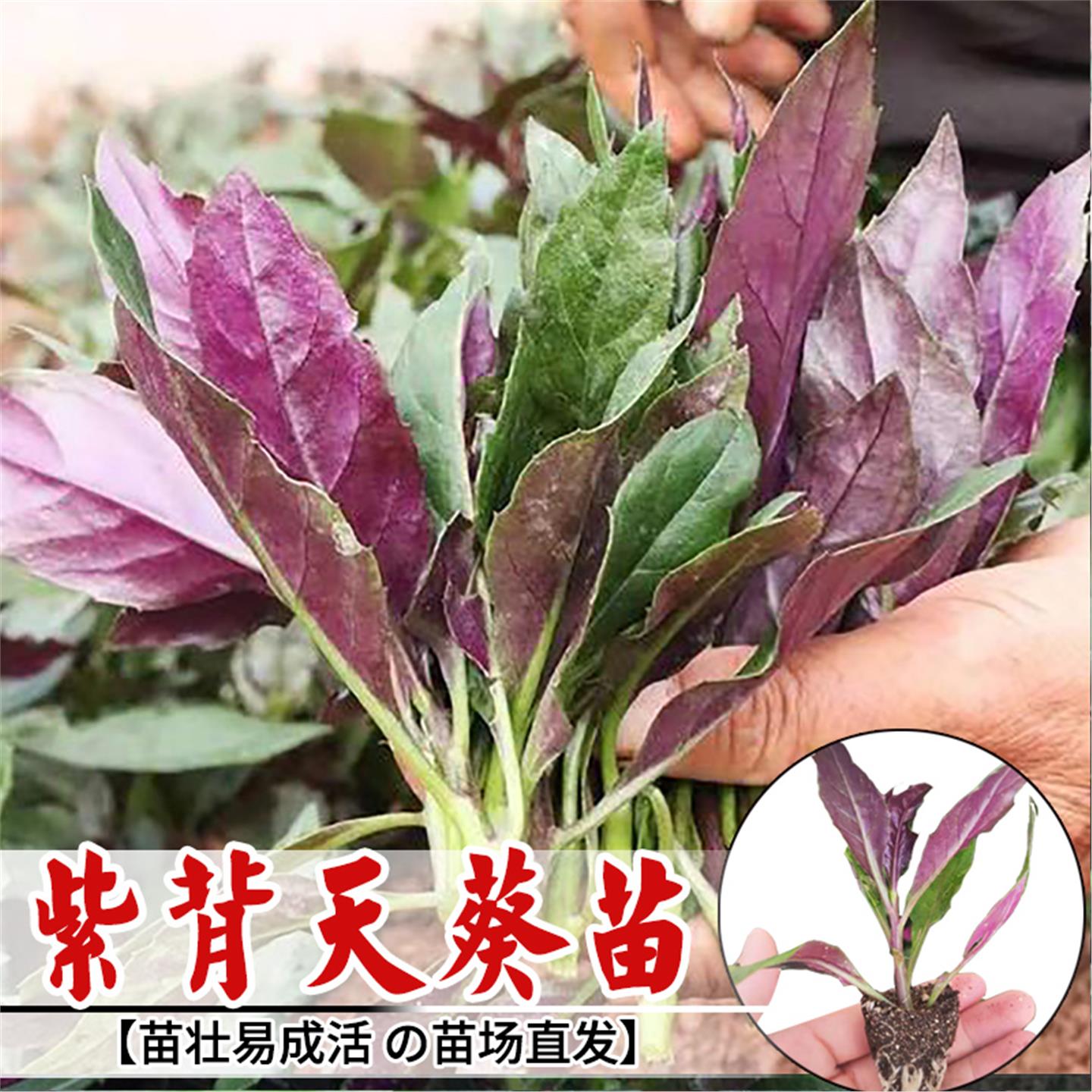 菜紫背天葵苗带土发货四季