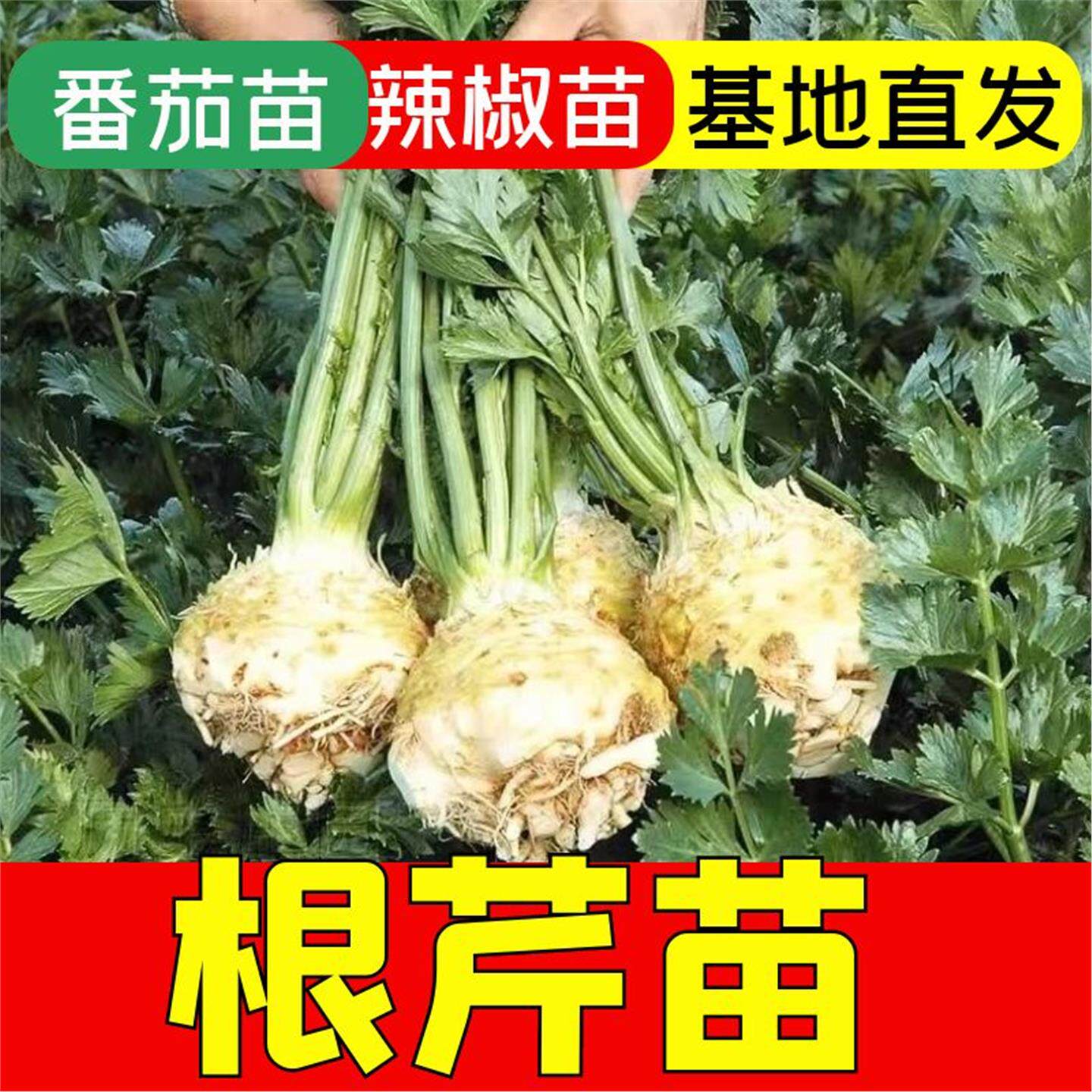 山东根芹苗秧带土球大疙瘩