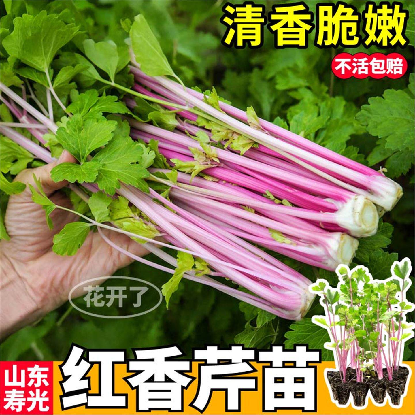 山东寿光芹菜味更浓正宗红