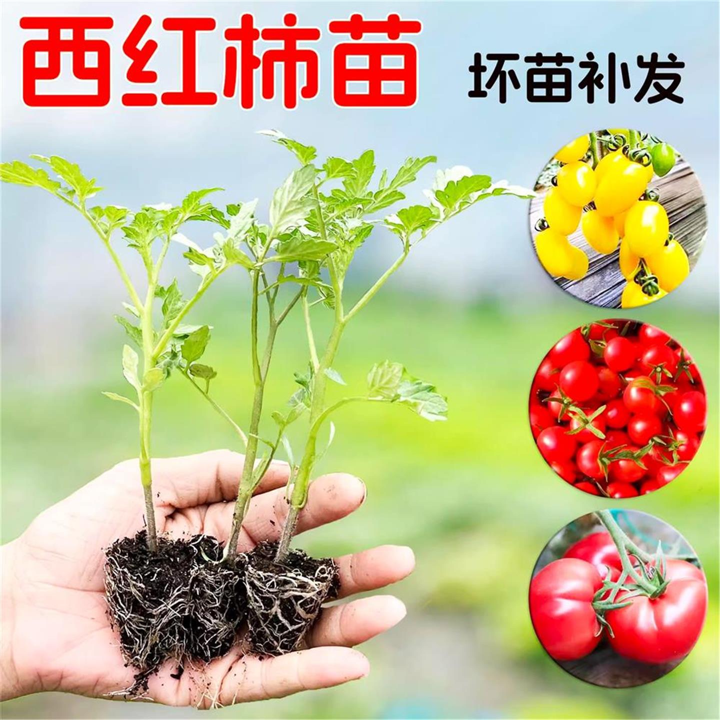 四季小番茄苗秧盆栽矮生西