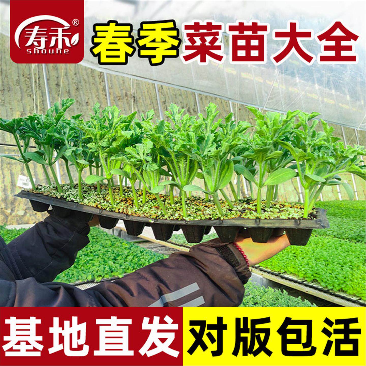 南方蔬菜种子籽苗春季小番