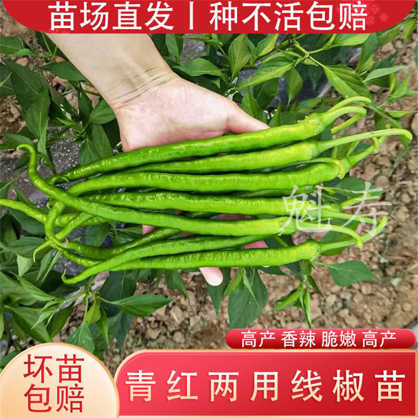 高产超长线椒辣秧二荆条四