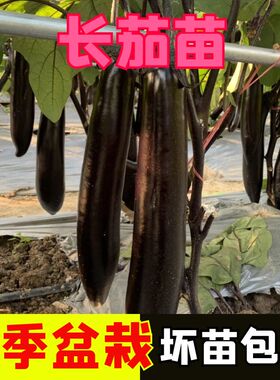 长茄子苗籽种苗苗圆黑紫色长茄特大高产茄苗四季秧苗蔬菜孑秧大全