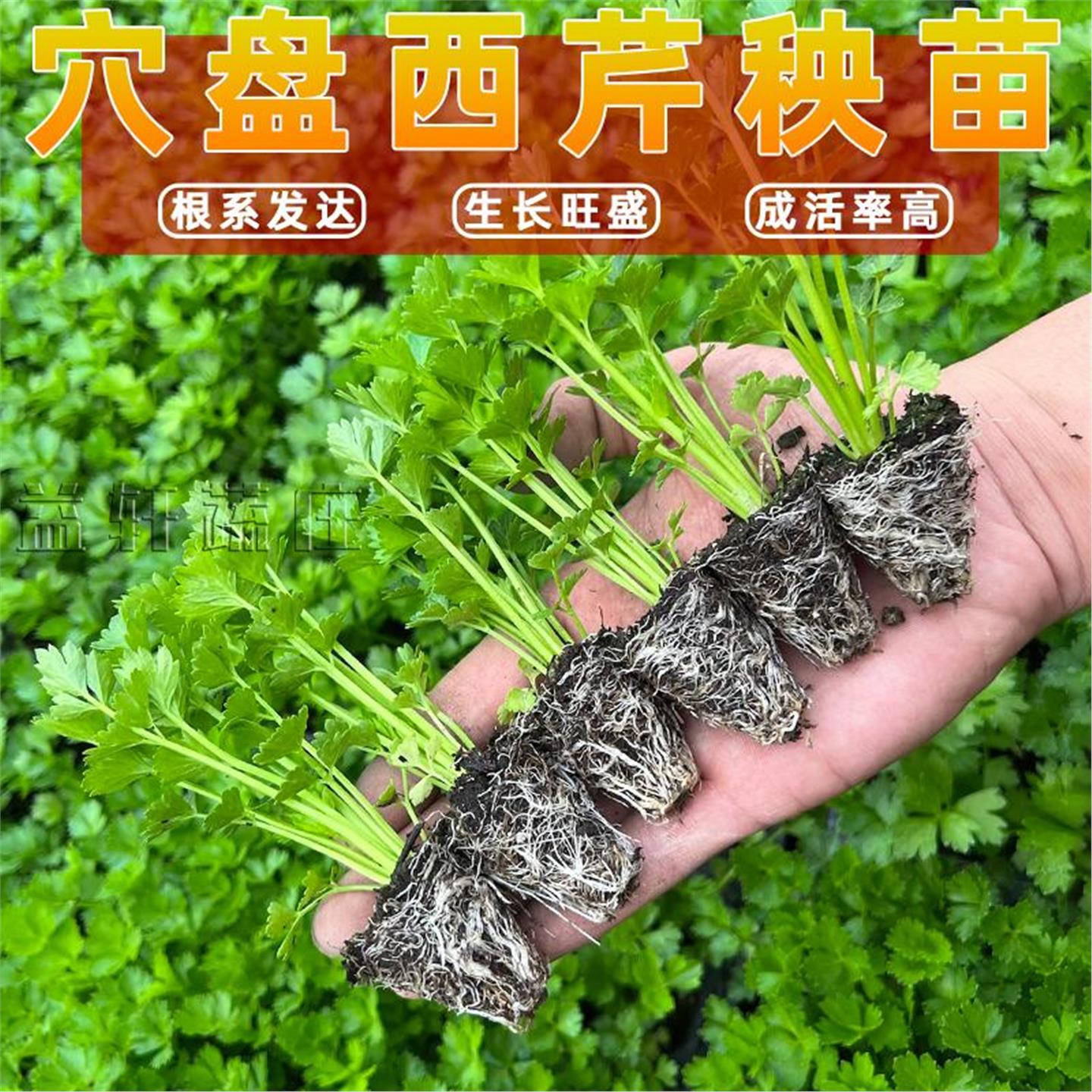 老品种皇后西芹苗幼菜子四