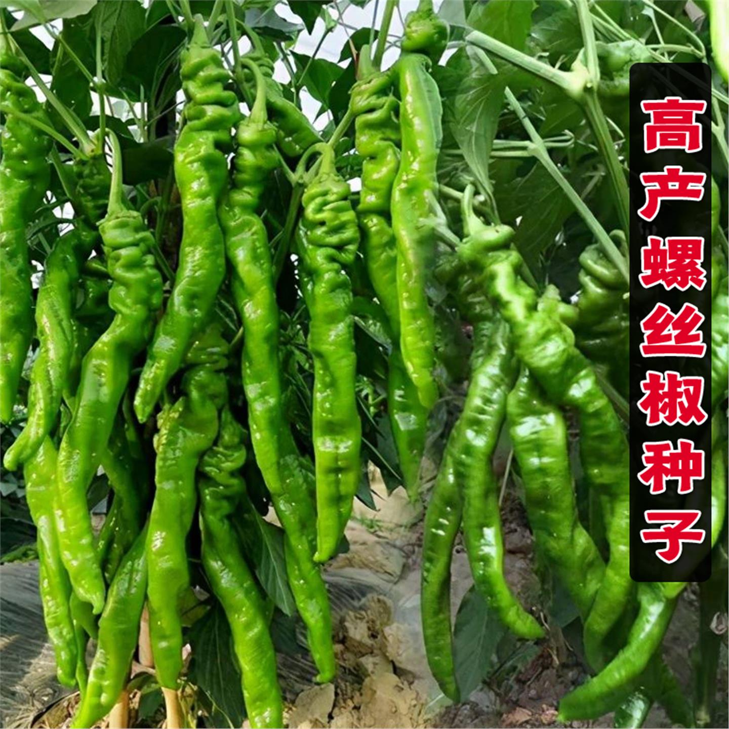 螺丝椒种子苗陇秧四季菜春