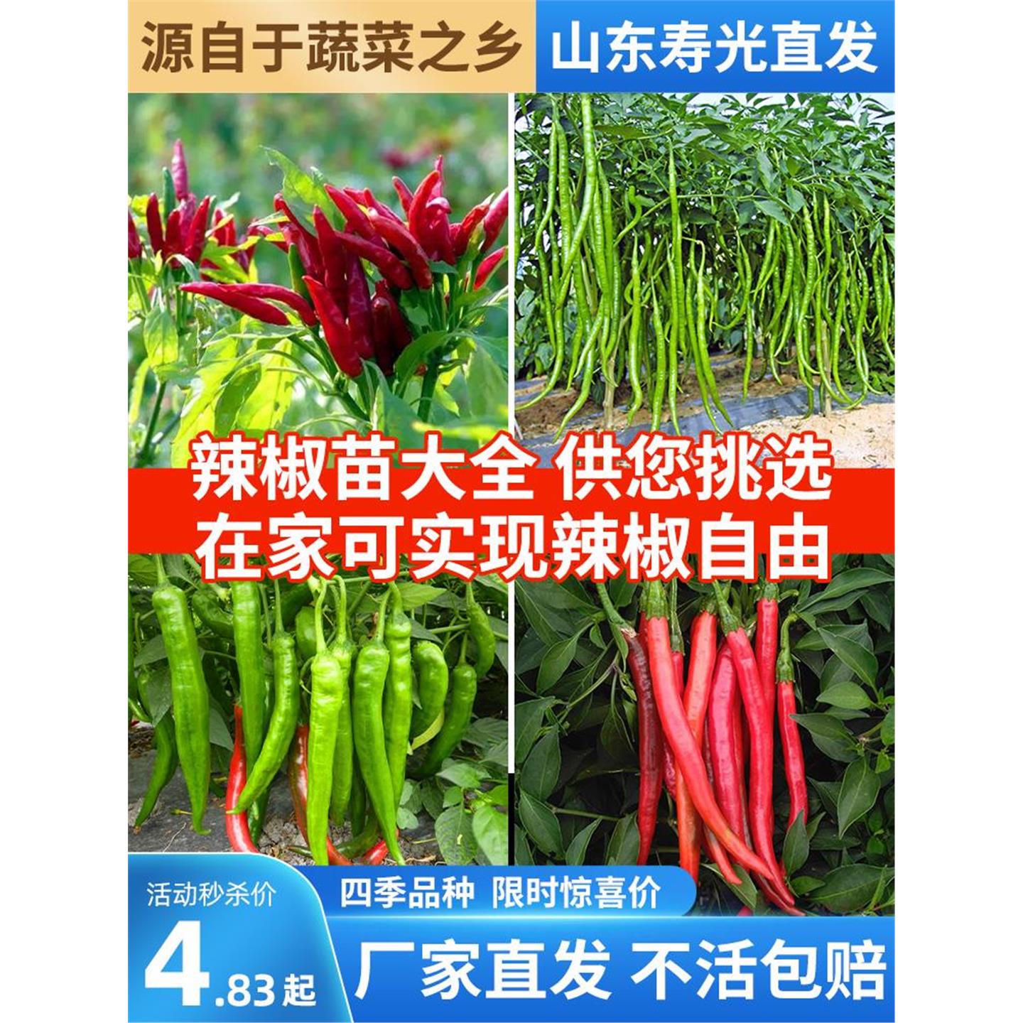 辣椒种苗大全四季朝天小米