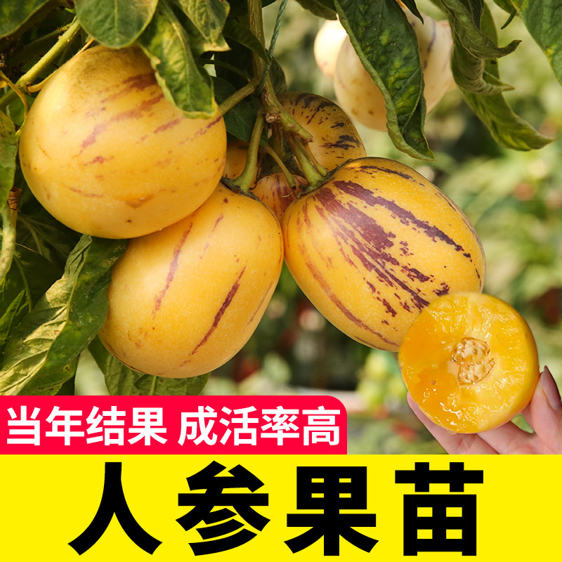 人参果树苗四季当年结盆栽