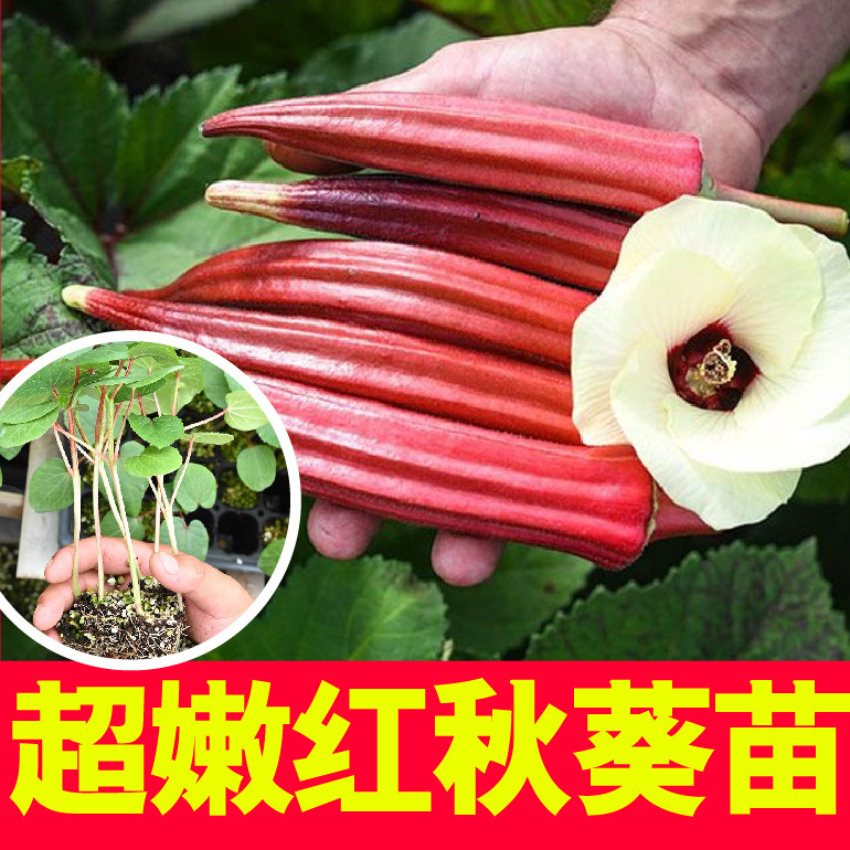 高产超级嫩奶油秋葵秧苗山