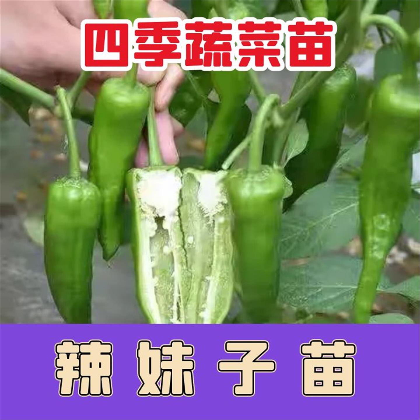 辣妹子椒种苗超青红干籽味