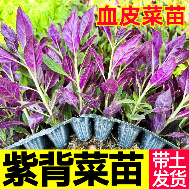 菜紫背天葵苗秧带土球野生