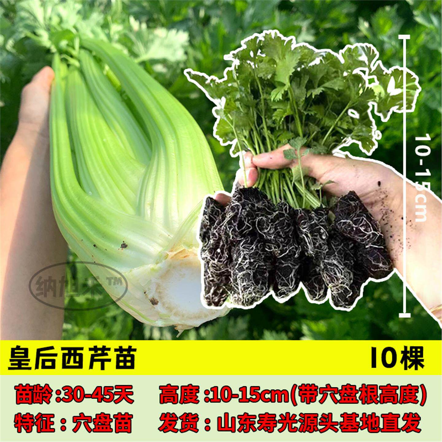 皇后西芹苗菜小香根种子