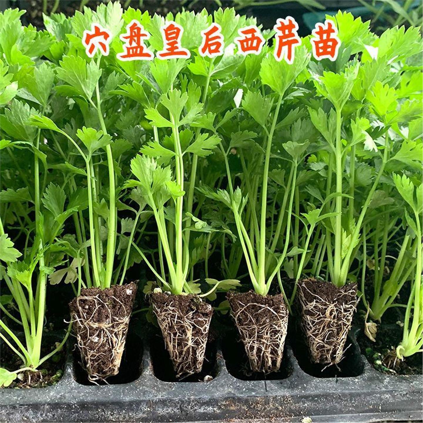 芹菜苗秧四季种植小香皇后