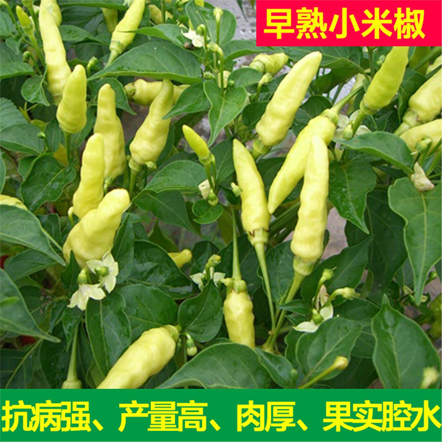早熟小米椒种子苗辣朝天