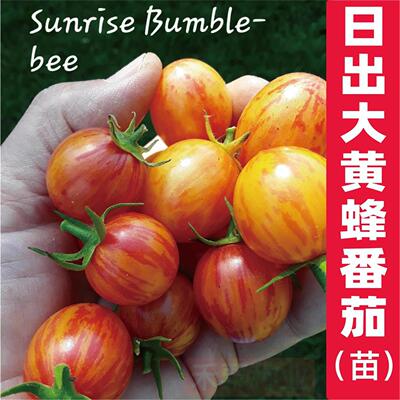 日出大黄蜂番茄苗腮红超甜