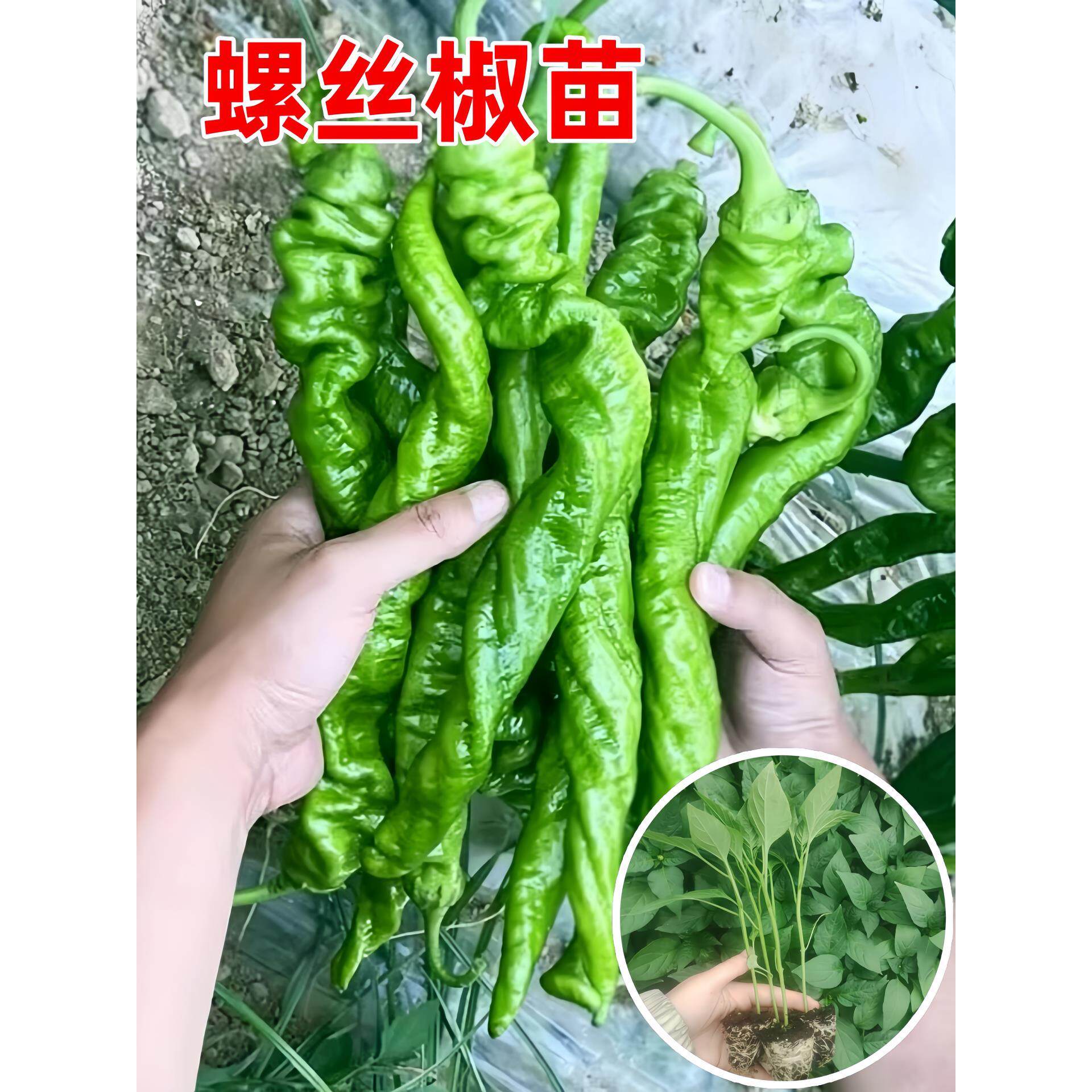 香辣螺丝椒苗秧四季盆栽薄