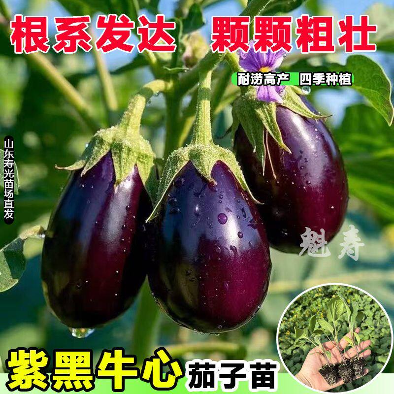 特大牛心紫罐茄子秧苗盆栽