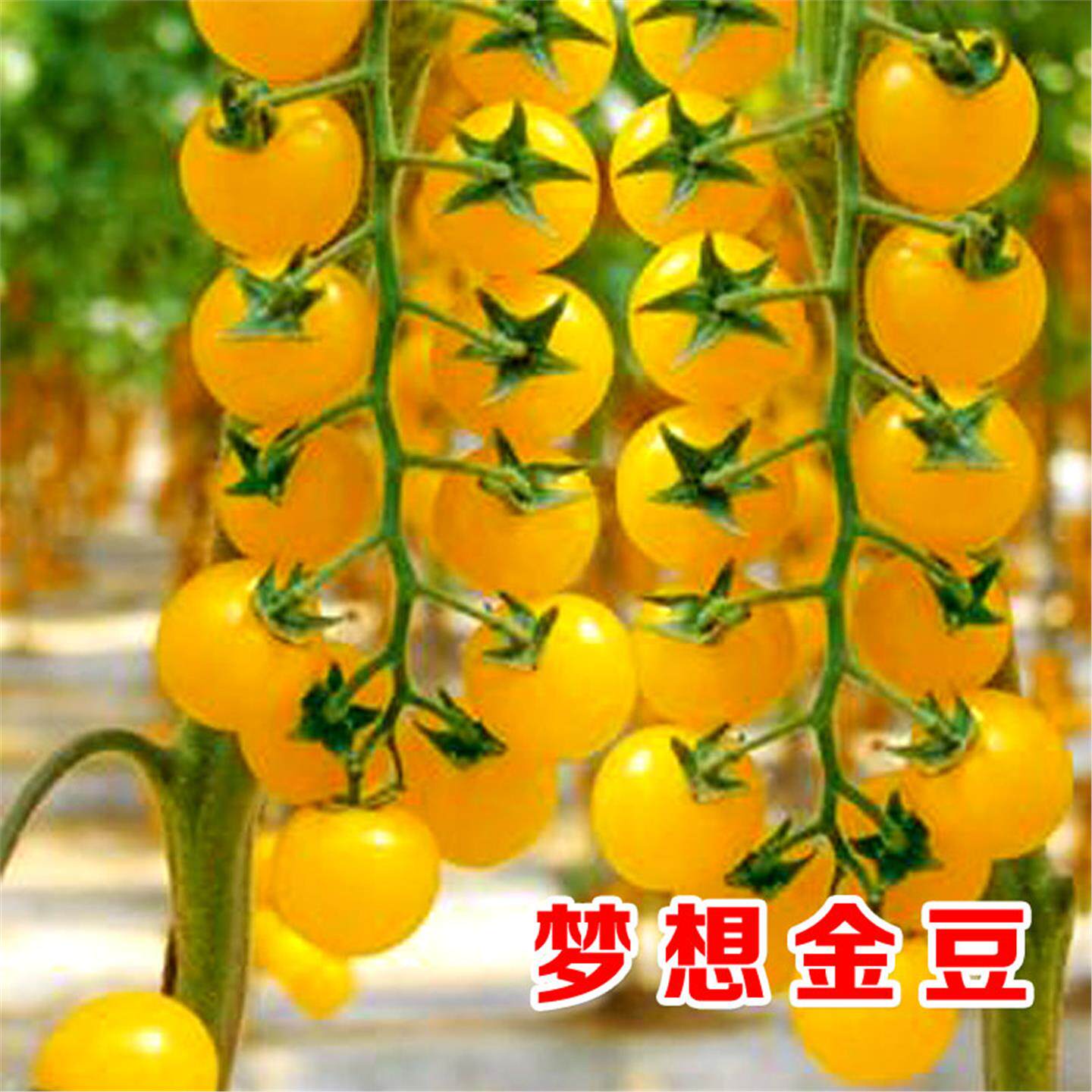 梦想金豆黄色圣女果种子