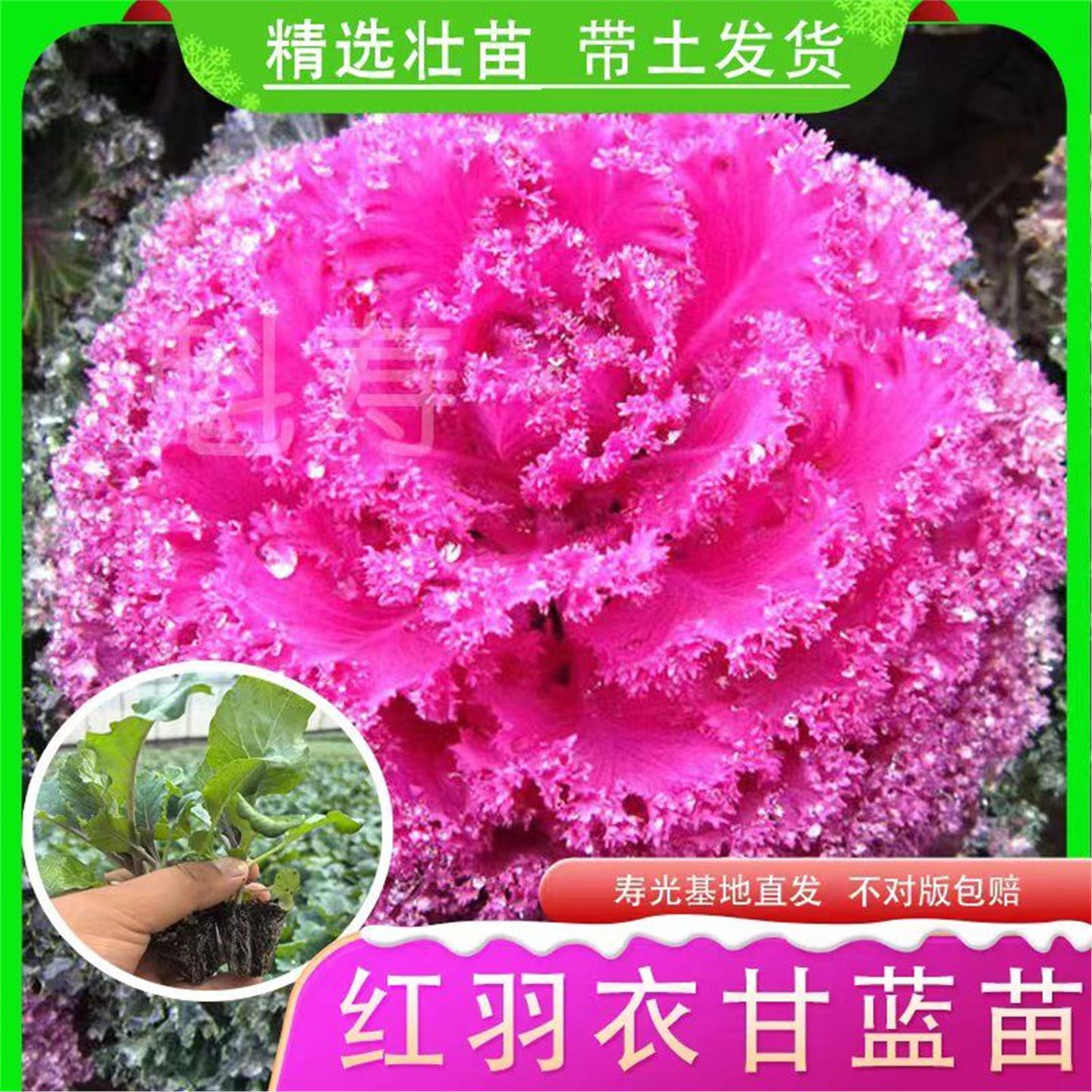 羽衣甘蓝种子可观赏食用营