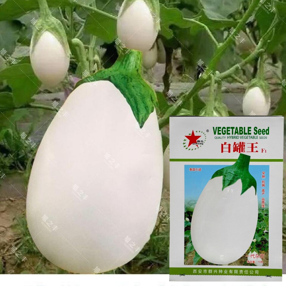 白罐王茄子种圆籽四季播耐