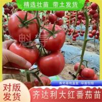 先正达齐达利番茄种子籽大红硬果番茄种子苗高抗TY病毒西红柿种苗