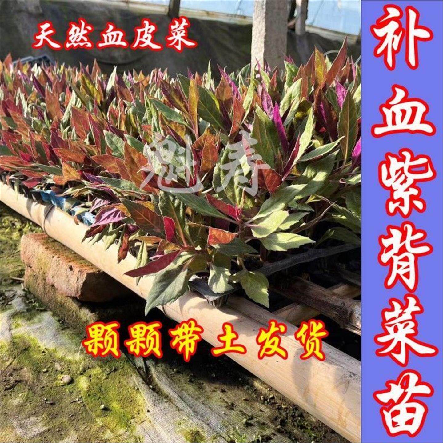 紫背天葵苗种子籽孑红菜观