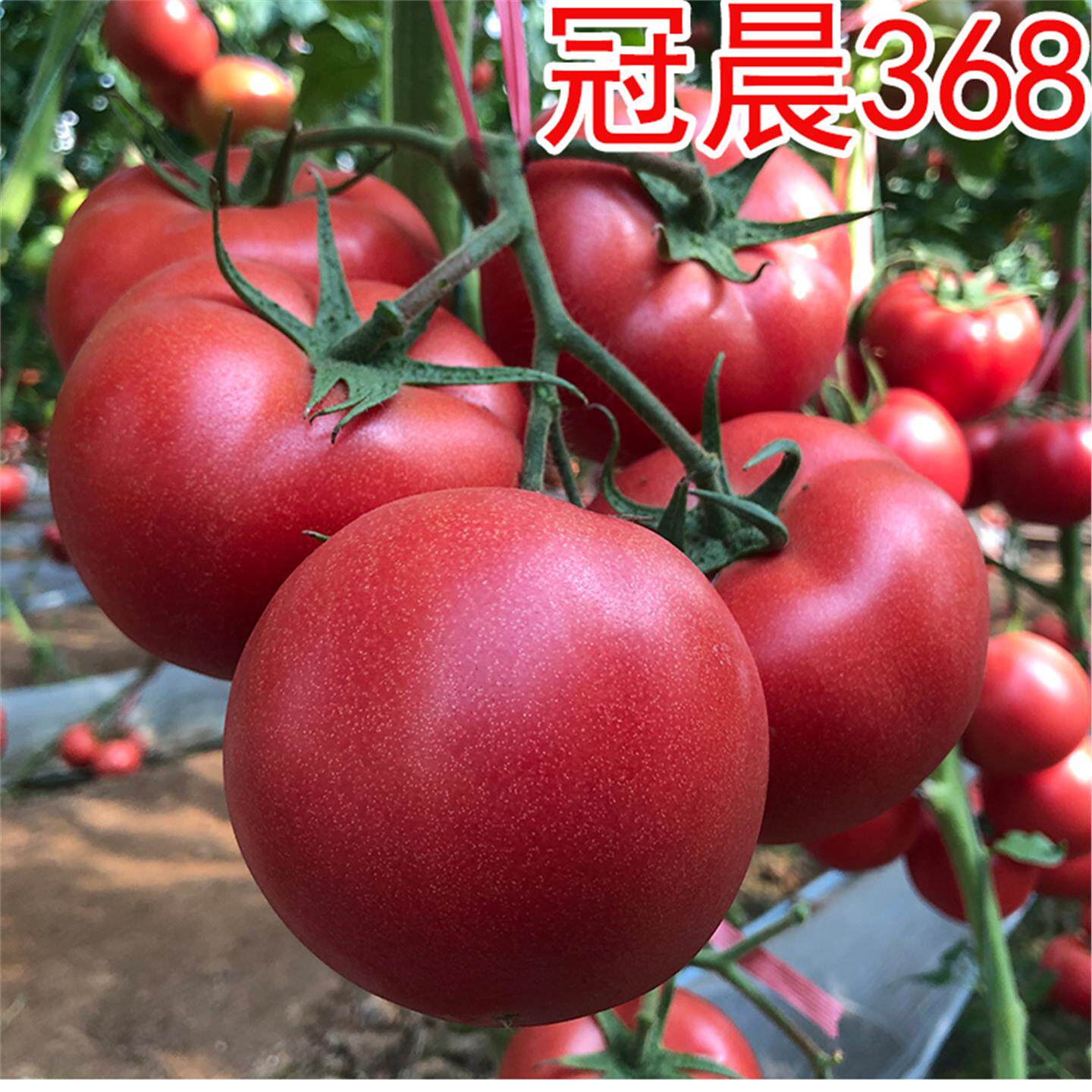 毛粉西红柿种子孑苗秧老品