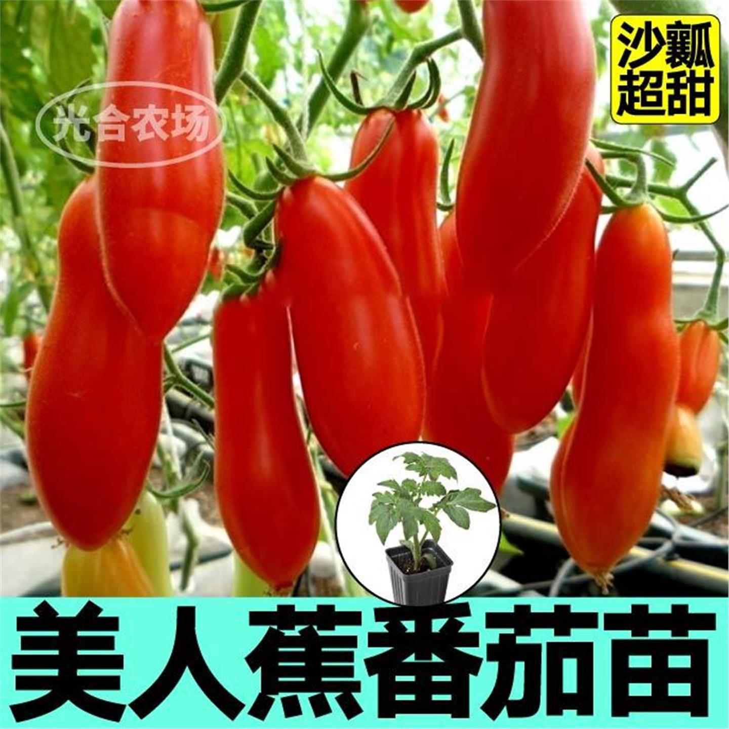 沙瓤美人蕉番茄苗秧带土球
