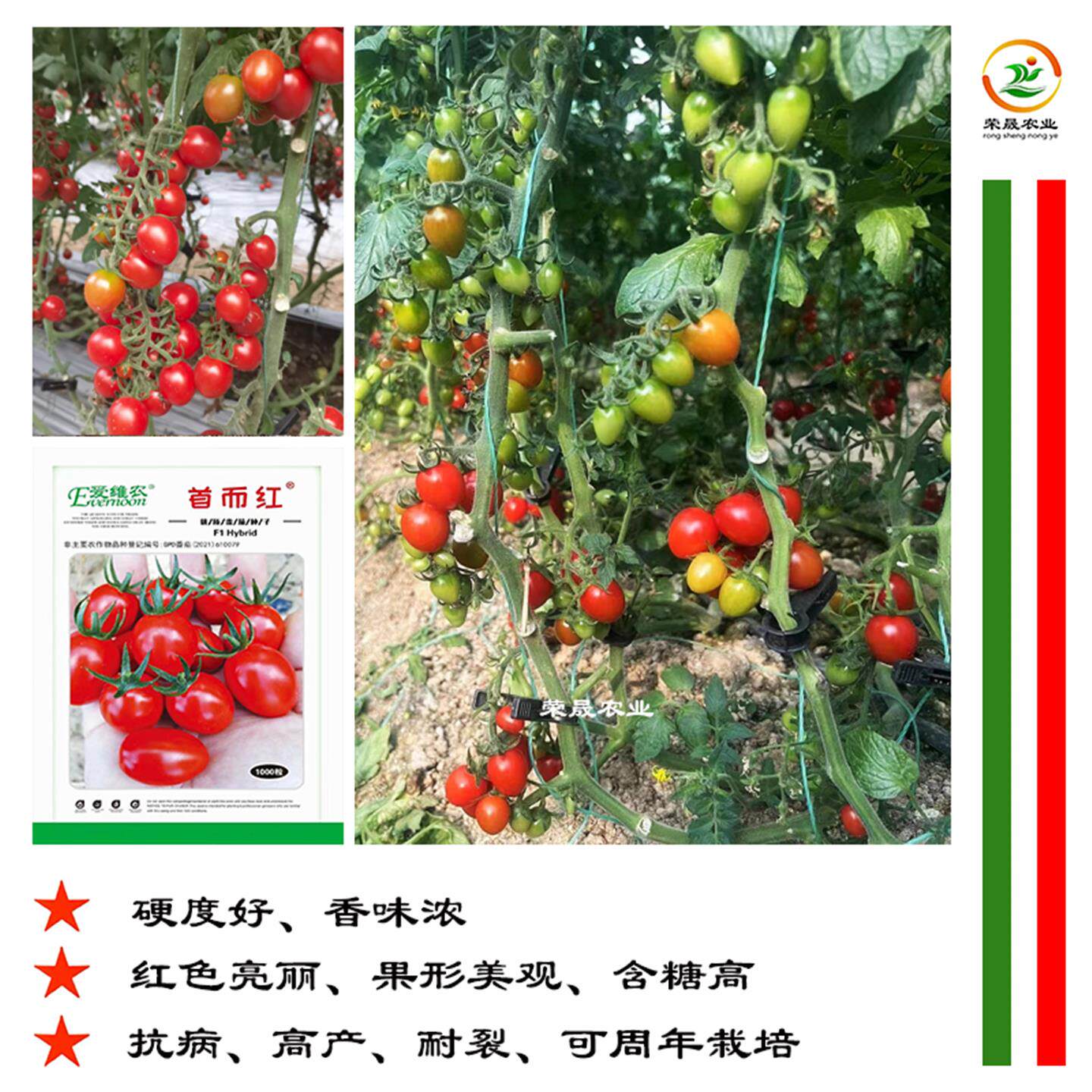 首尔红大色抗病毒玲珑小番