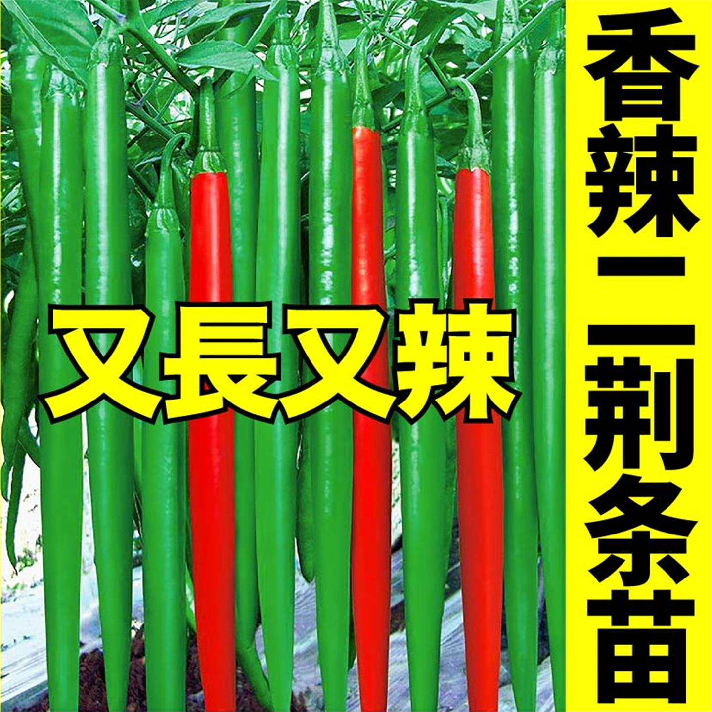 香辣二荆条苗秧线椒青红两