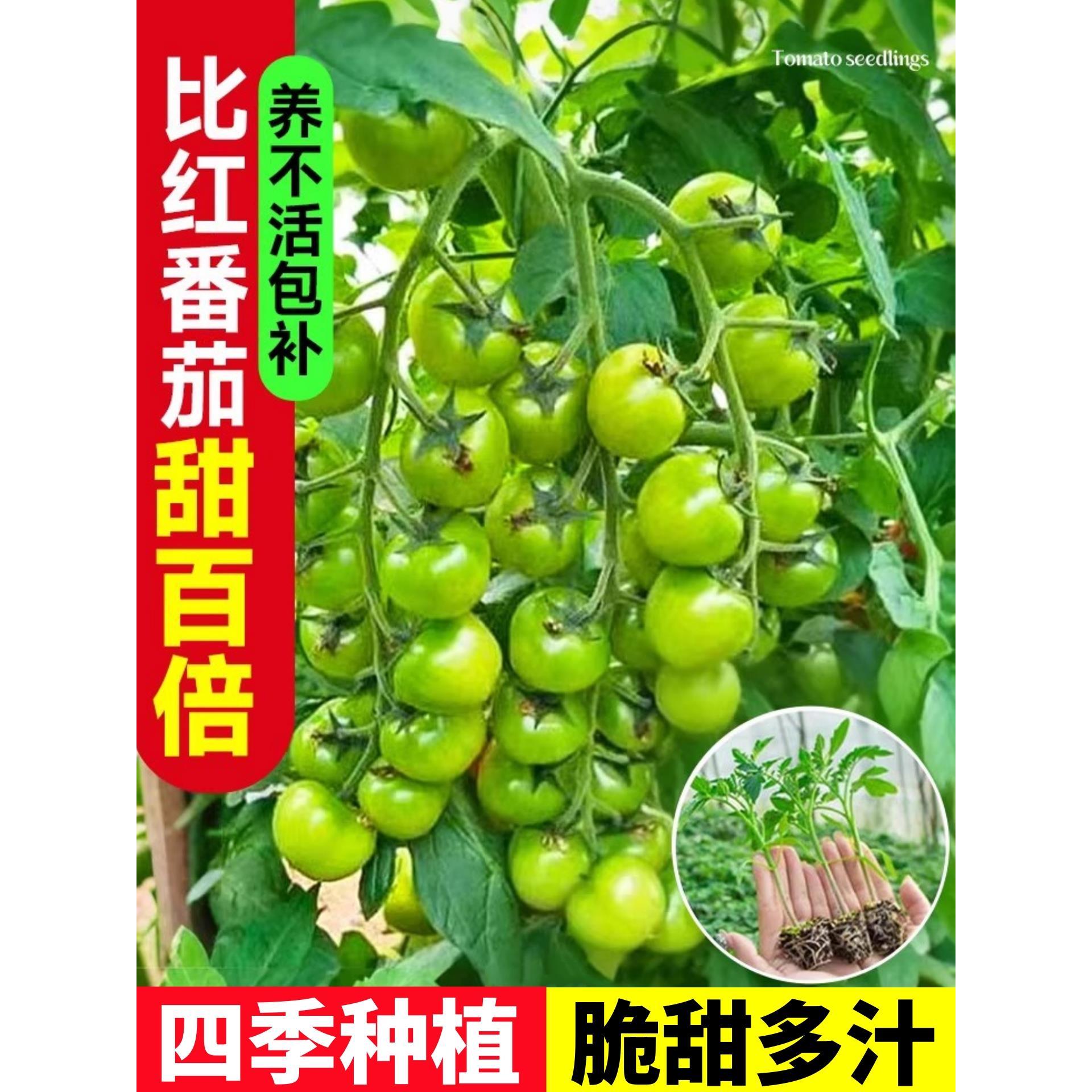绿番茄苗秧阳台盆栽水果圣