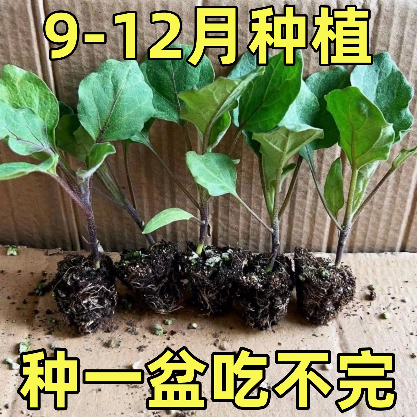 紫长茄秧苗带土发货高产室