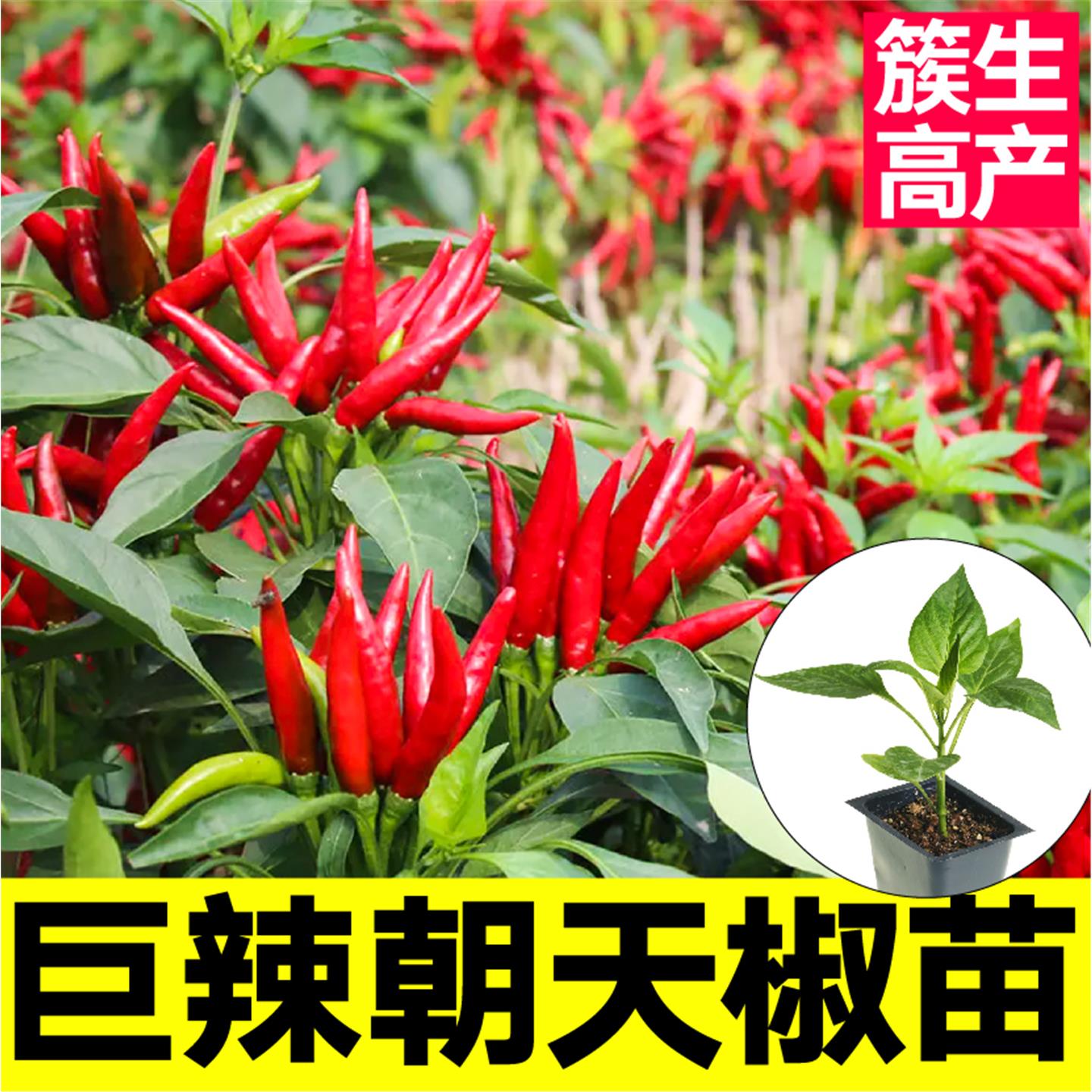 高产特辣超烈焰朝天椒苗秧