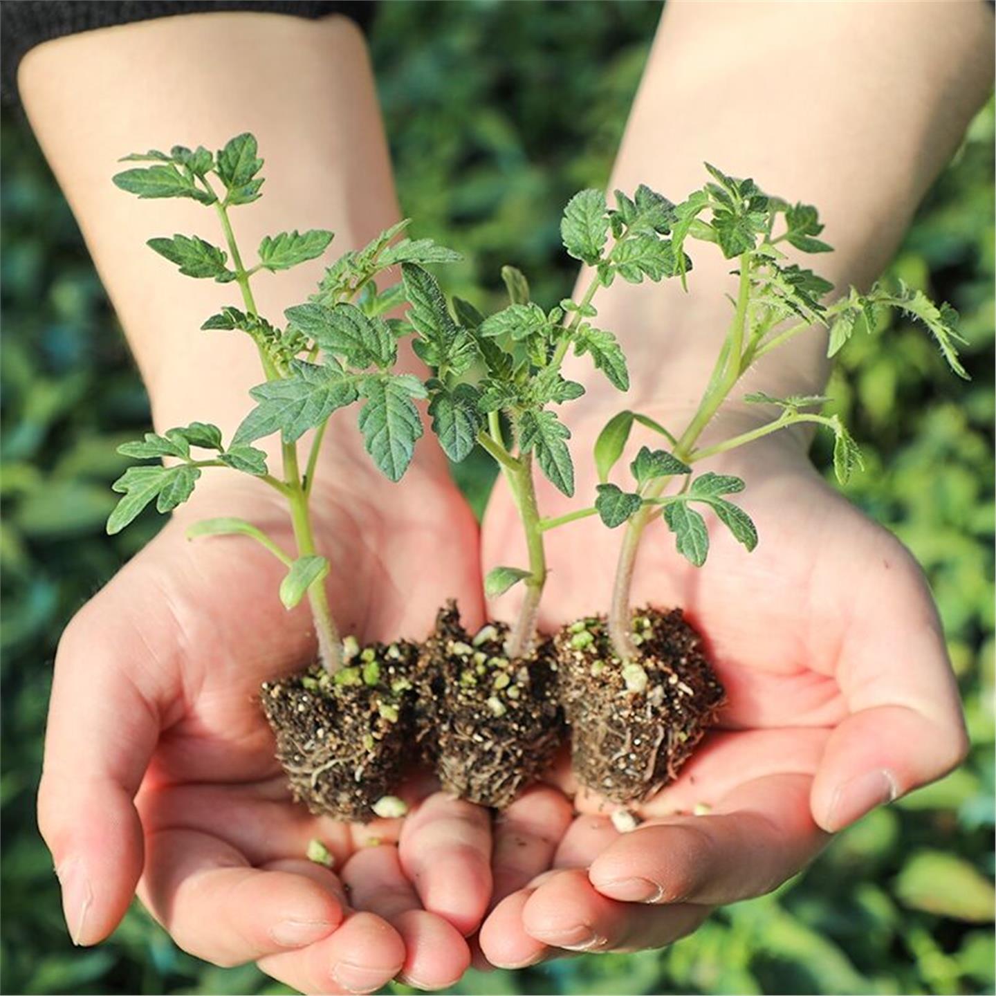 蔬菜苗番茄秧辣椒幼子黄瓜